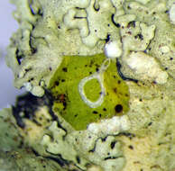 Image of Flavoparmelia soredians (Nyl.) Hale