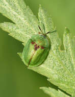 Image of Cassida (Cassida) stigmatica Suffrian 1844