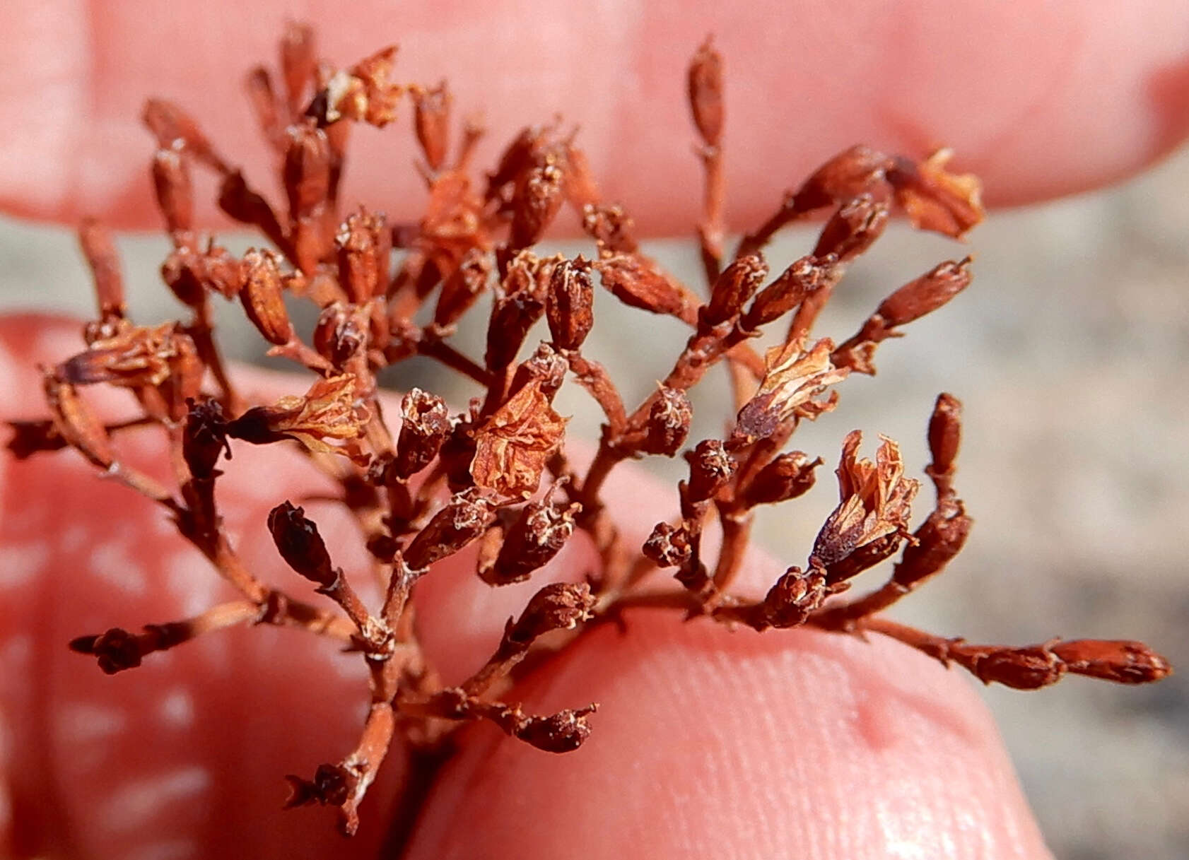 Imagem de Eriogonum leptophyllum (Torr. & Gray) Woot. & Standl.