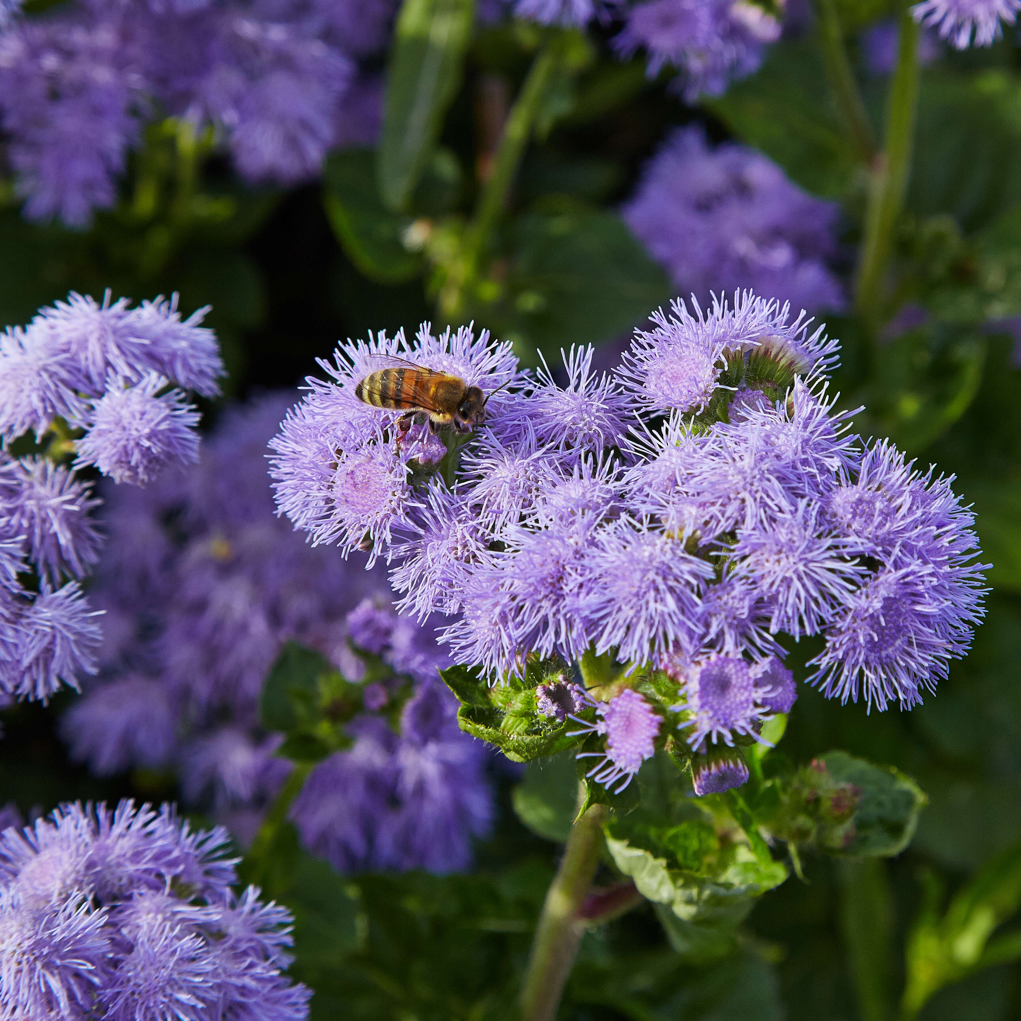 Imagem de Ageratum houstonianum Mill.