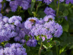 Imagem de Ageratum houstonianum Mill.