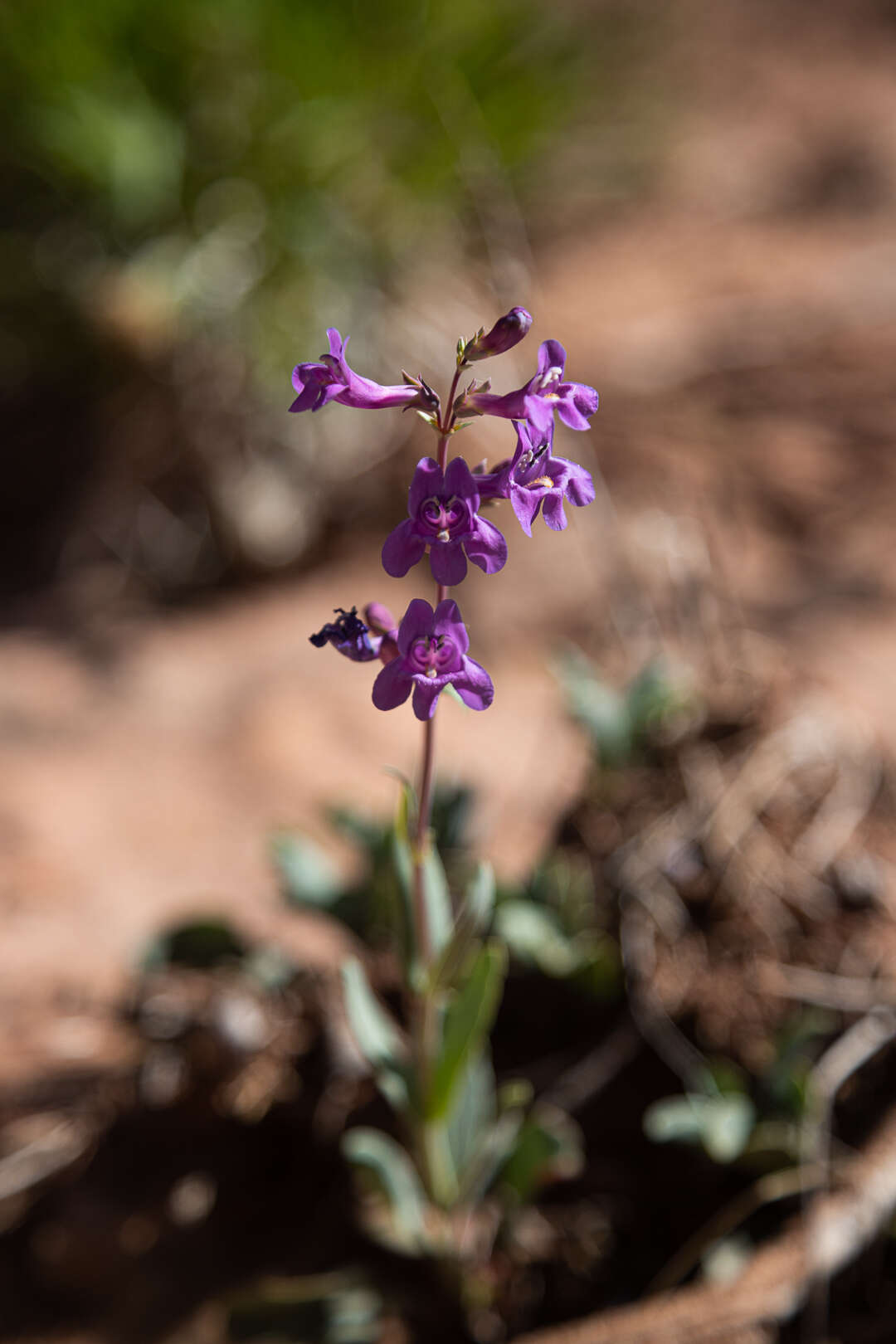 Image of Penstemon lentus var. lentus