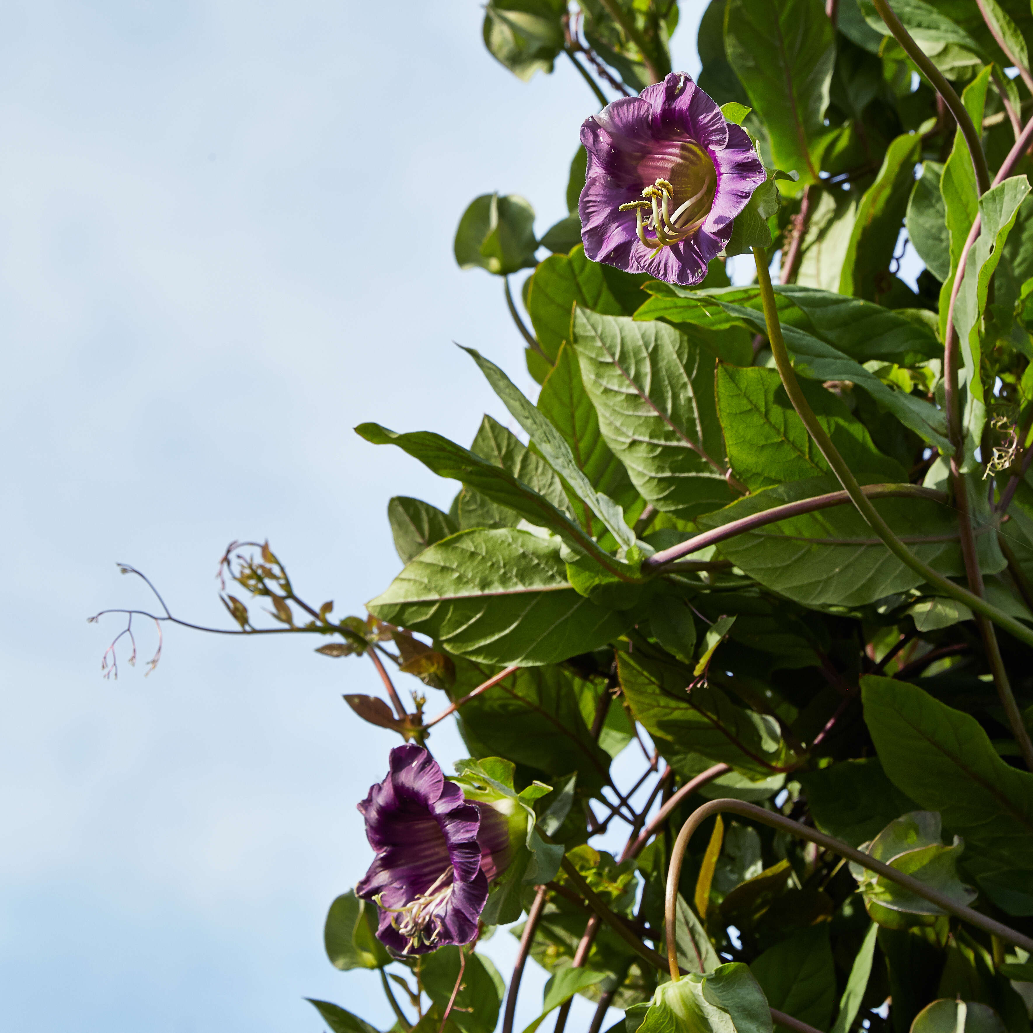 Imagem de Cobaea scandens Cav.