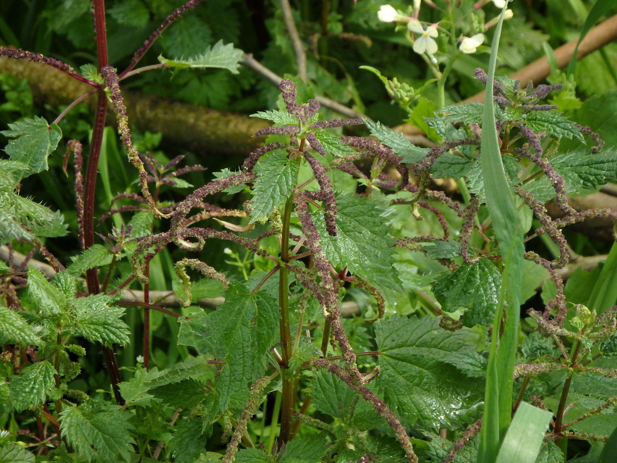 Urtica membranacea Poir.的圖片