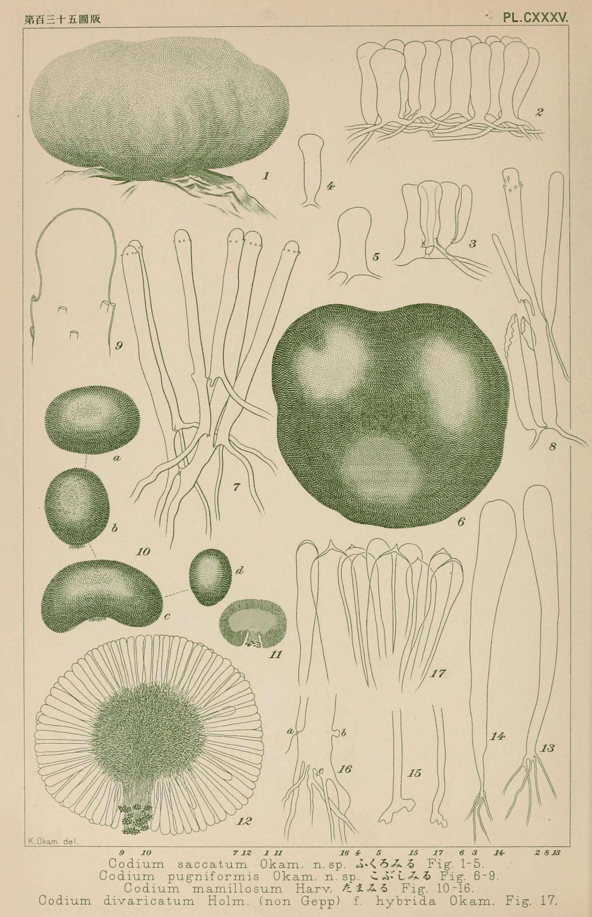 Image of Codium mamillosum Harvey 1855