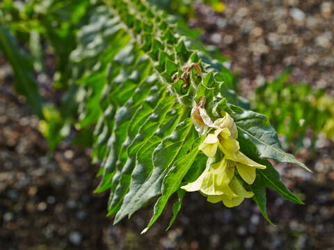 Image of white henbane