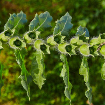 Image of white henbane