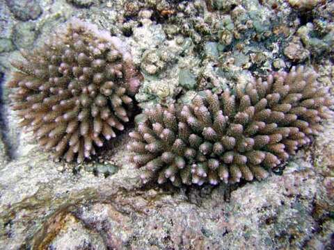 Image of Acropora digitifera (Dana 1846)