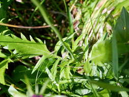 Image of glossy scabious