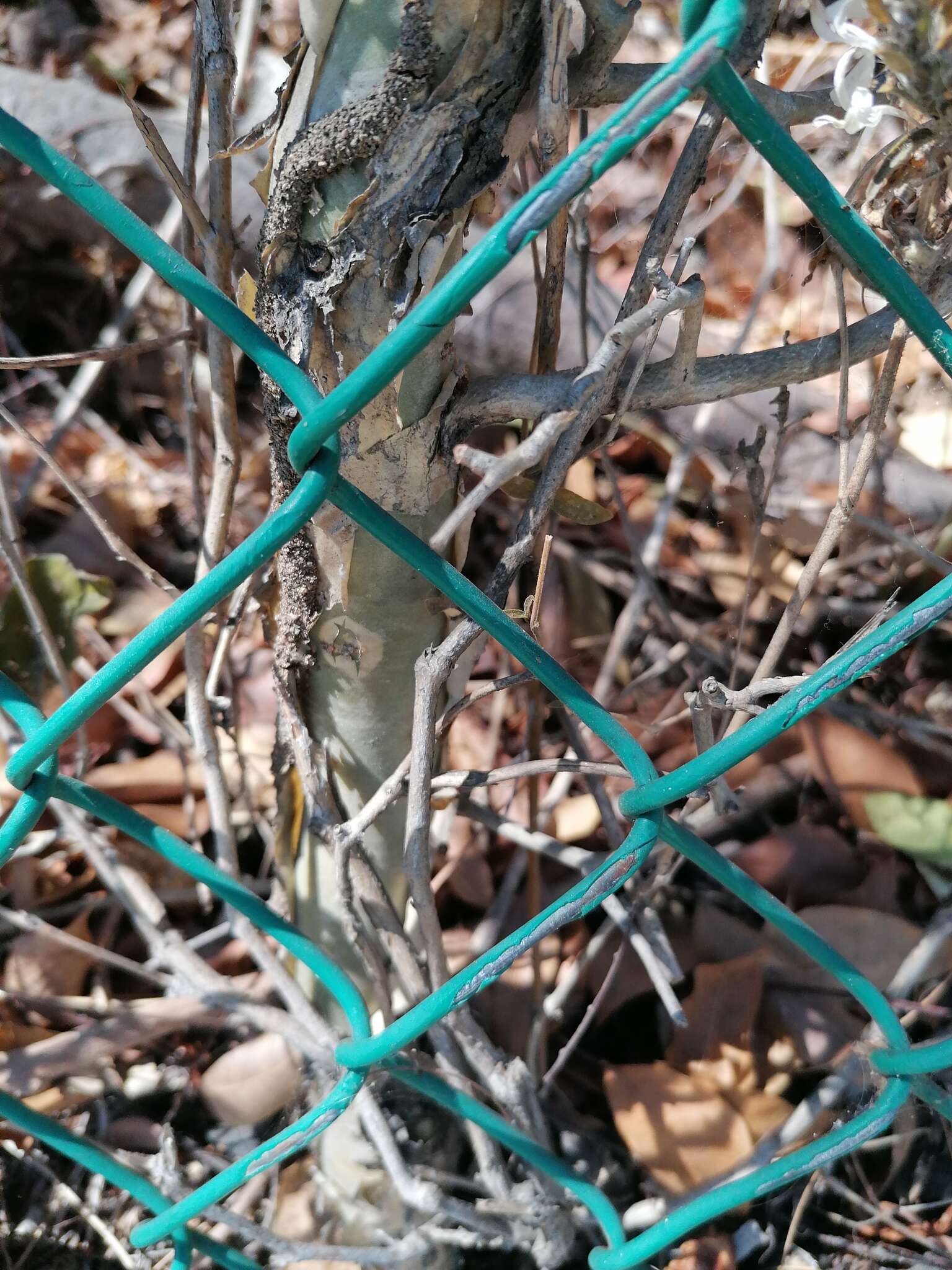 Image of Bursera silviae Rzed. & Calderón