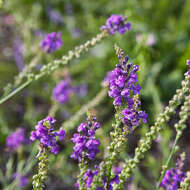 Plancia ëd Linaria purpurea (L.) Mill.