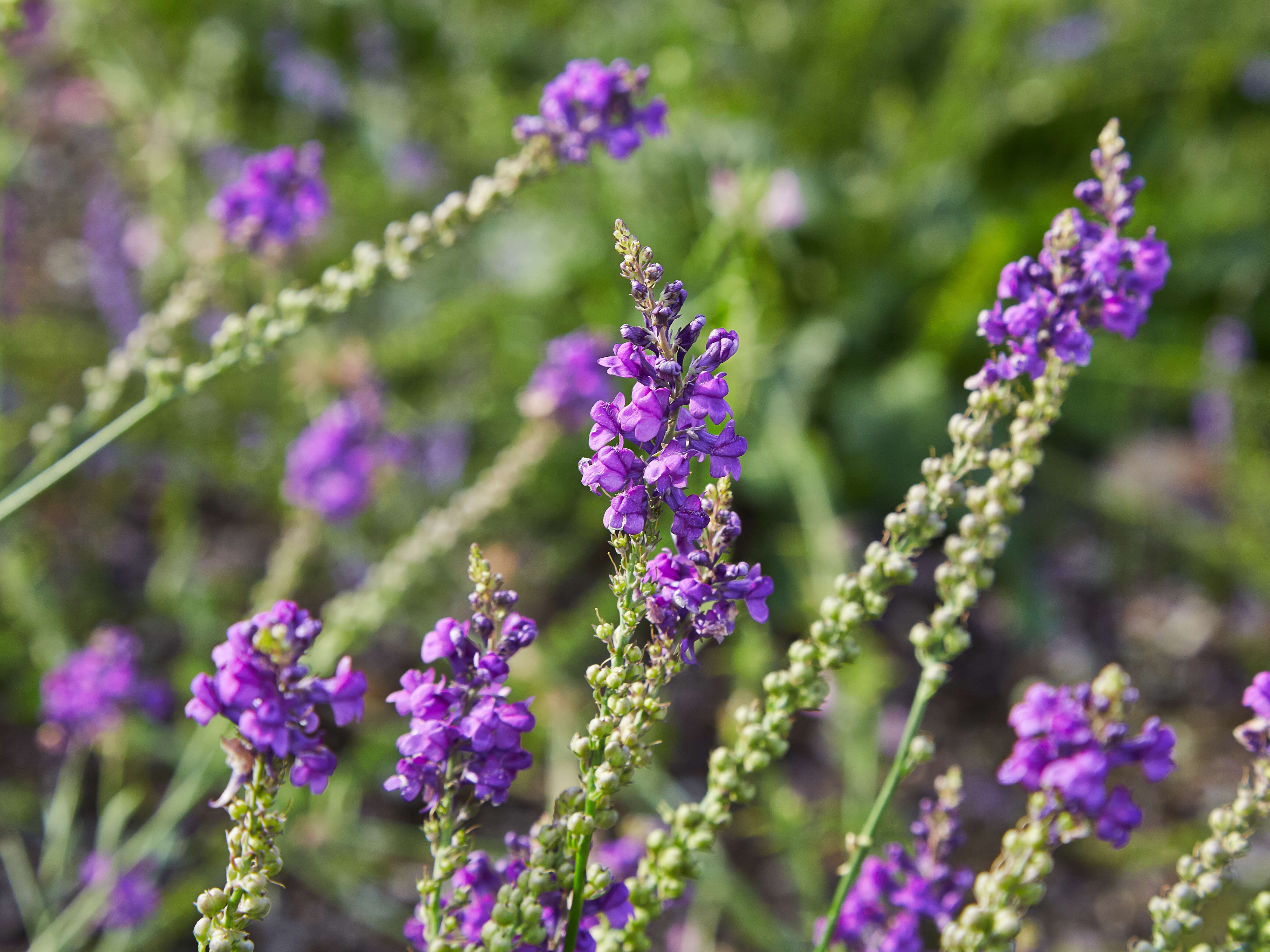 Plancia ëd Linaria purpurea (L.) Mill.