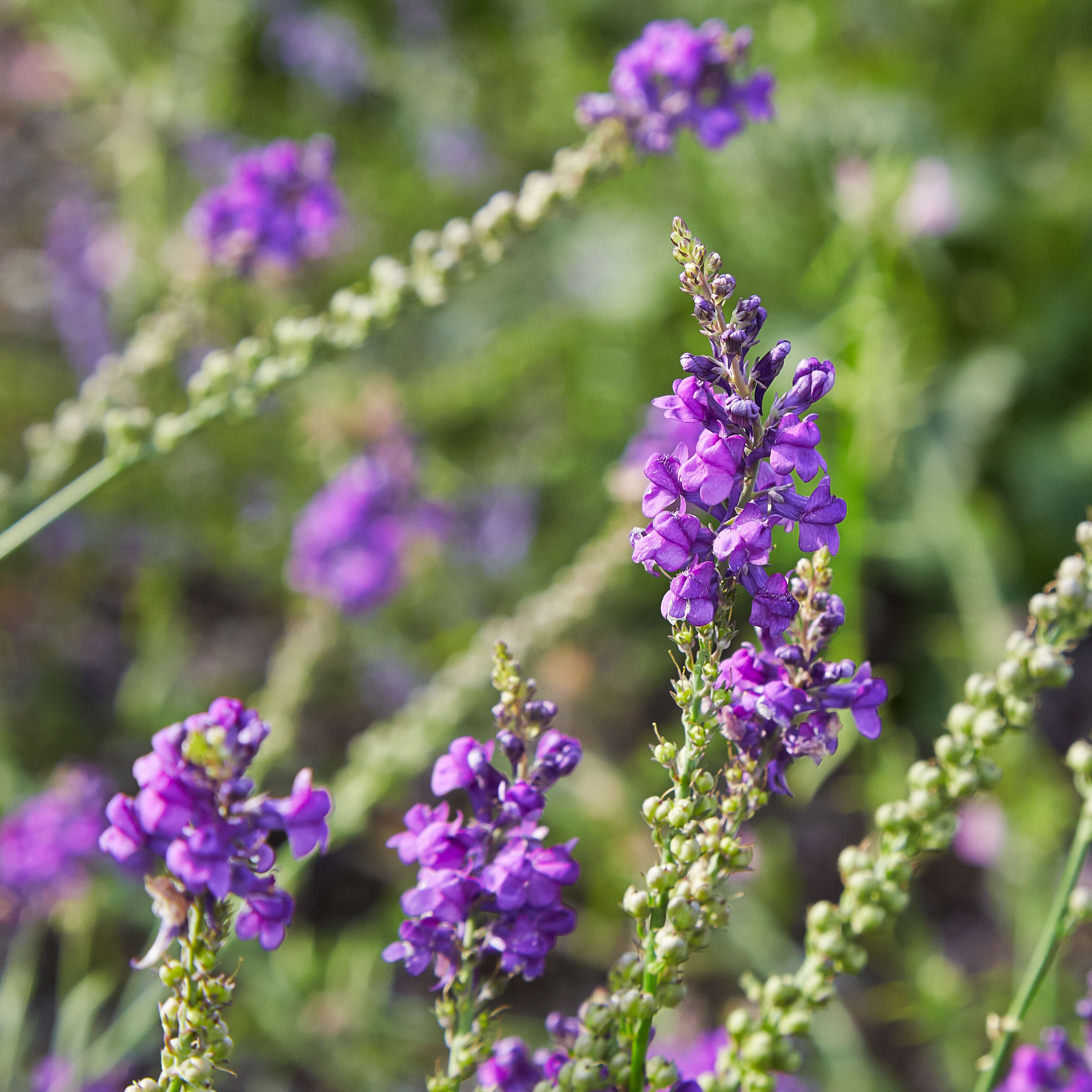 Plancia ëd Linaria purpurea (L.) Mill.