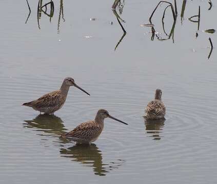 Image of Dowitcher