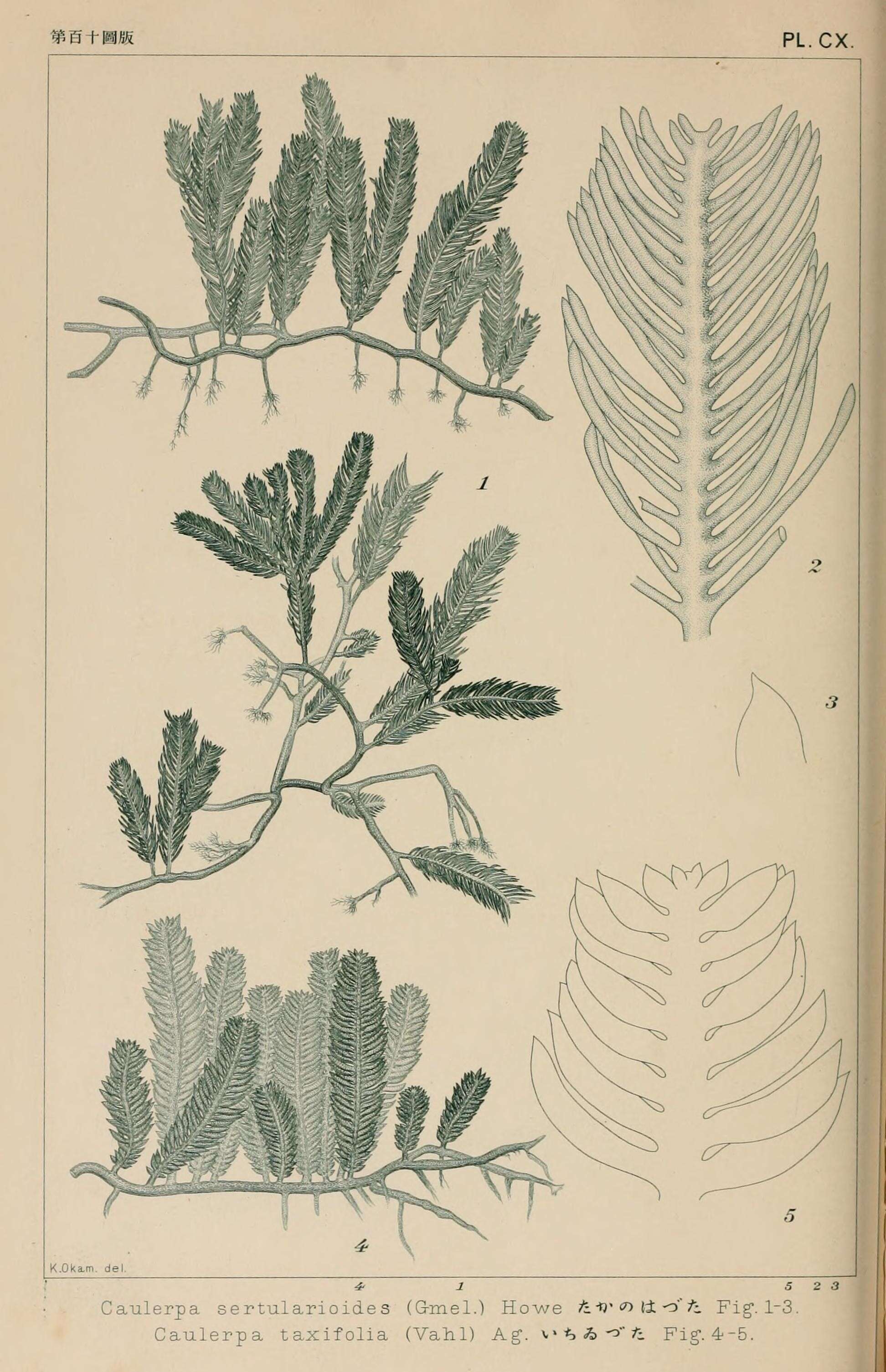 Caulerpa sertularioides的圖片