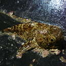 Image of dark toadfish