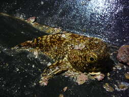 Image of dark toadfish