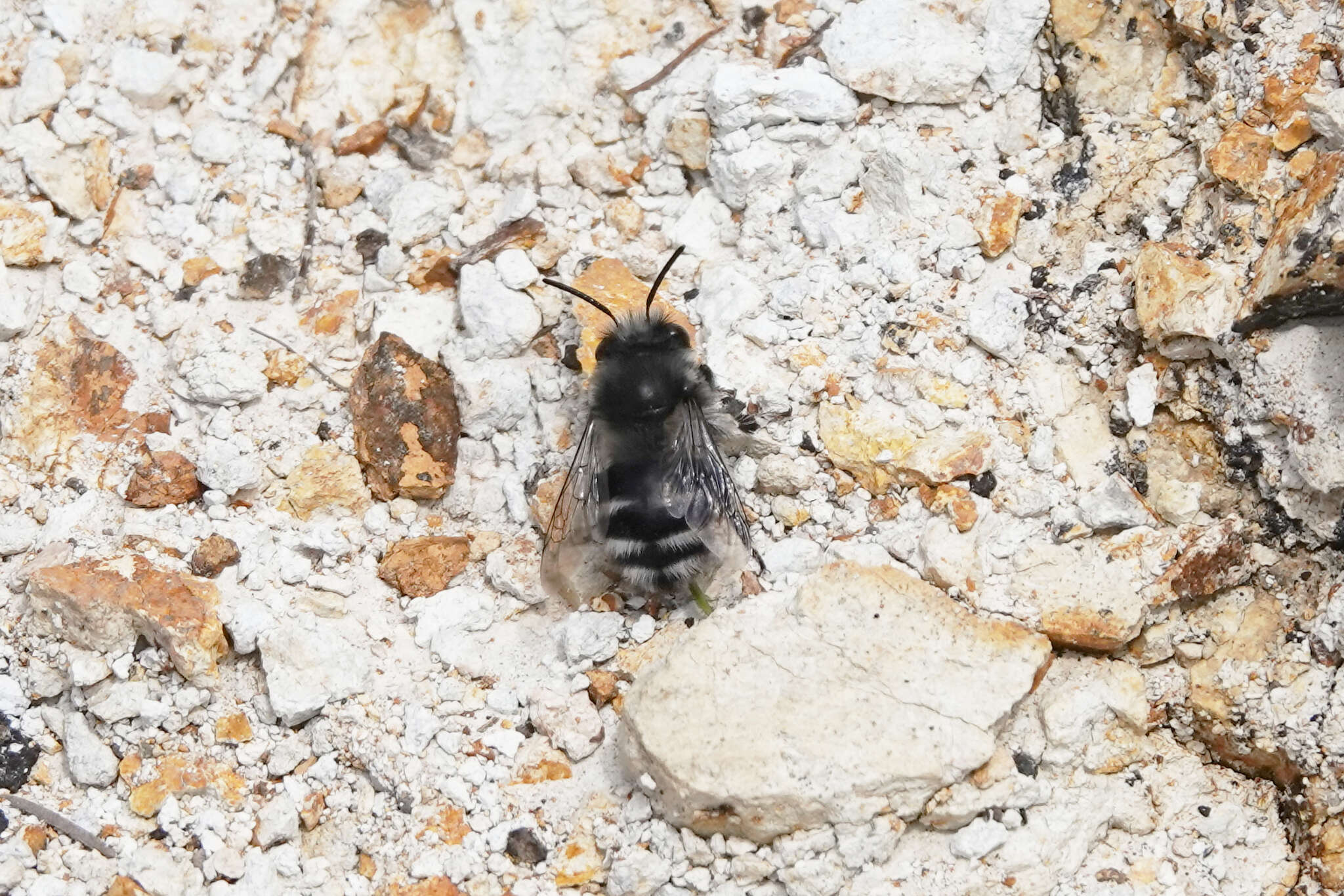 Image of Anthophora alluaudi Pérez 1902