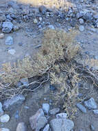 Image of Death Valley sandpaper plant