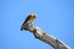 Image of Madagascar Kestrel