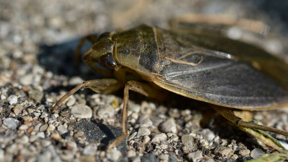 Image of giant water bug