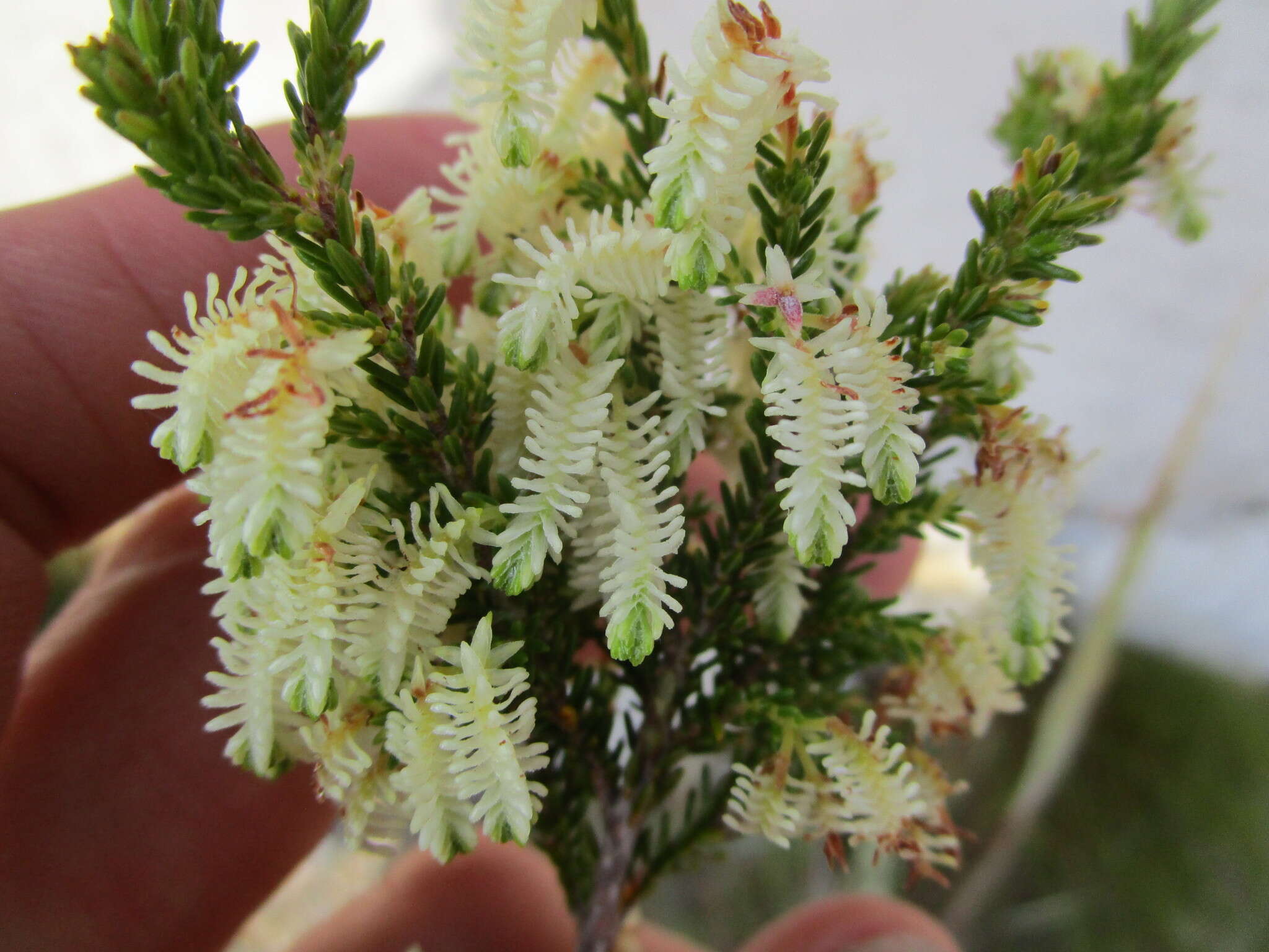 Image of Erica glomiflora Salisb.