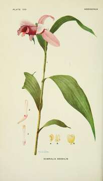 Image of Sobralia decora Bateman