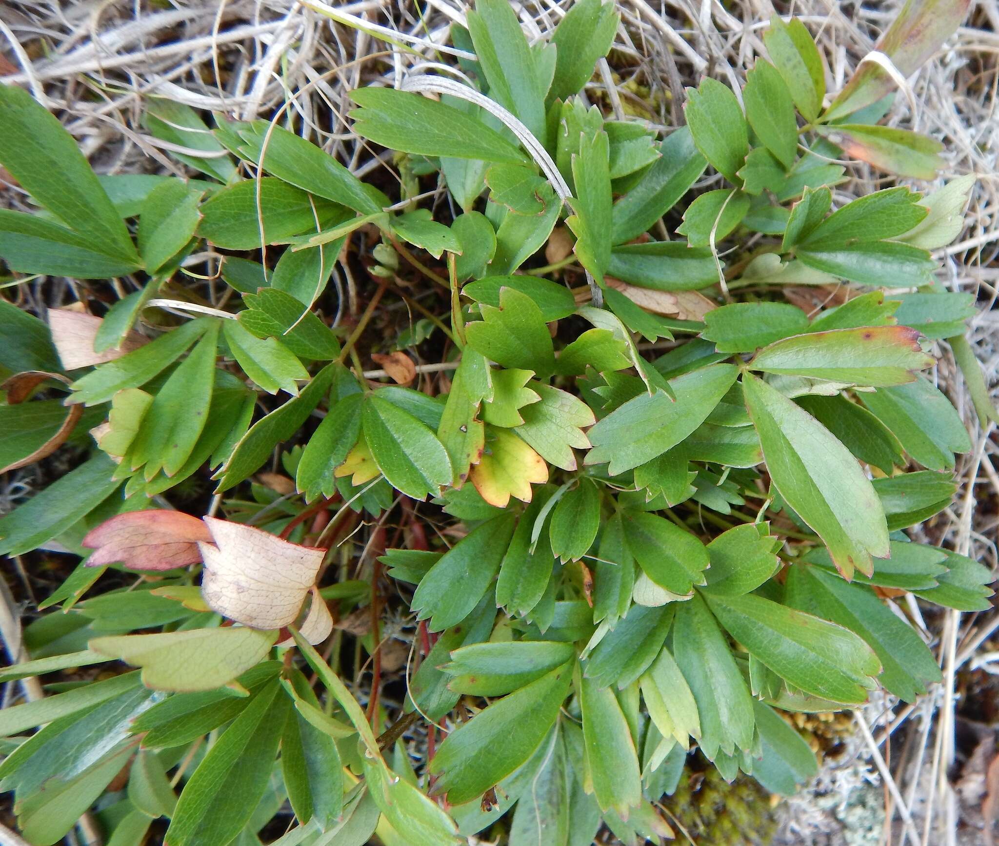 Image of Shrubby-Fivefingers