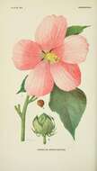 Image of crimsoneyed rosemallow