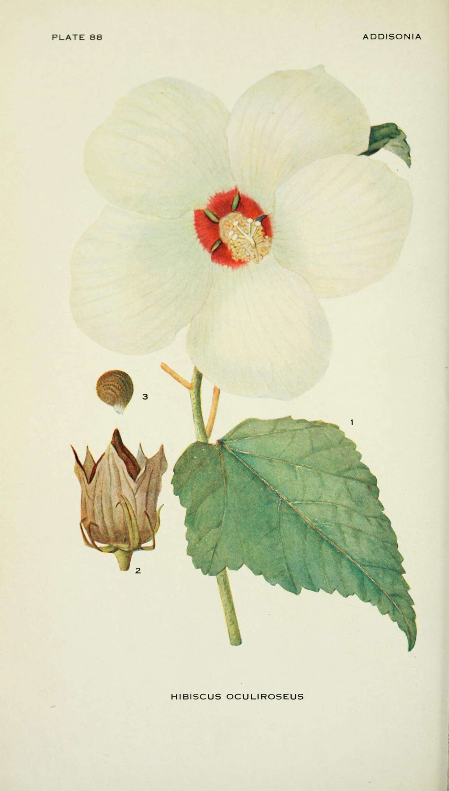 Image of crimsoneyed rosemallow