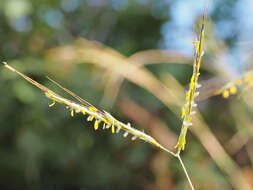 Image of thatching grass