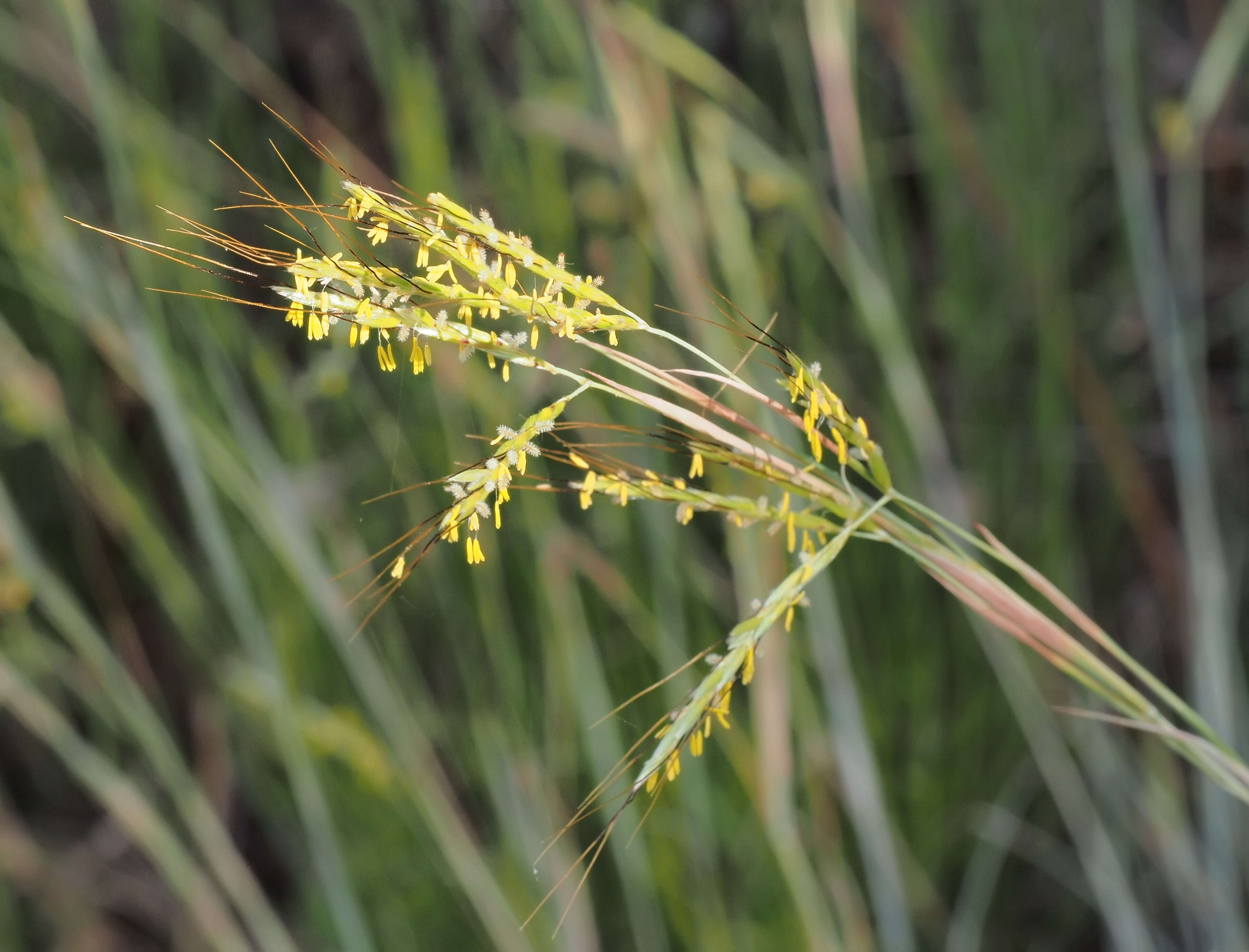 Plancia ëd Hyparrhenia hirta (L.) Stapf