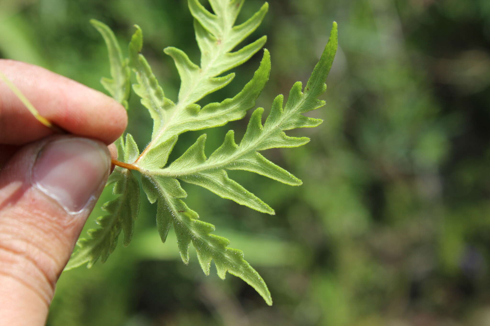 Image of Bommeria pedata (Sw.) Fournier