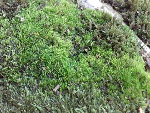 Image of Silky Forklet Moss