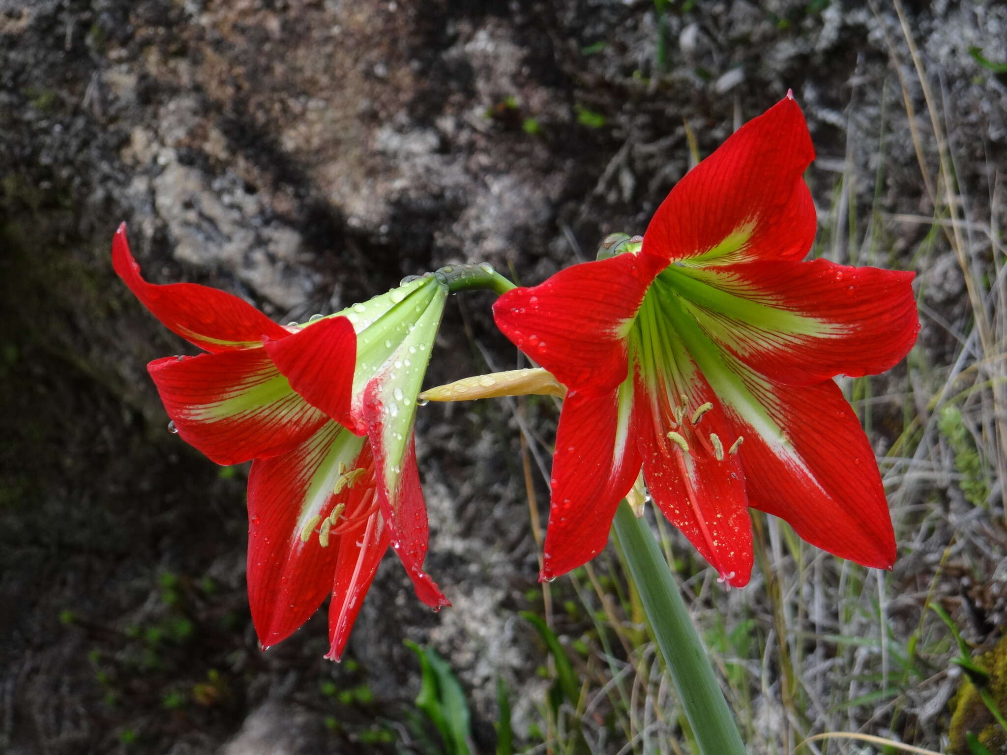 صورة Hippeastrum morelianum Lem.