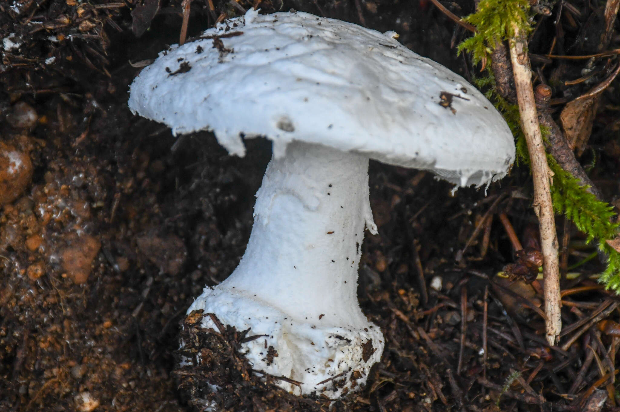 Plancia ëd Amanita smithiana Bas 1969