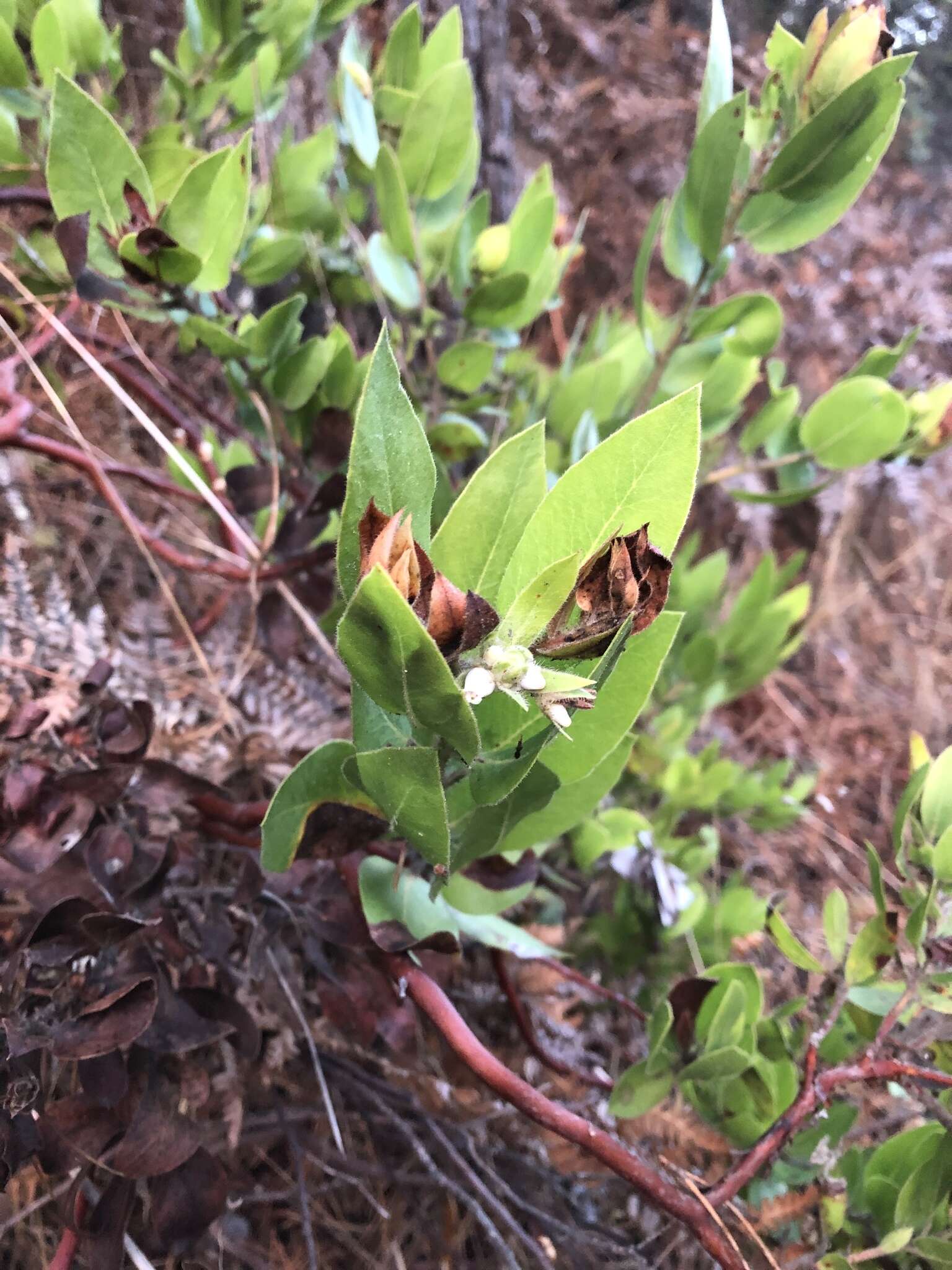 Sivun Arctostaphylos virgata Eastw. kuva