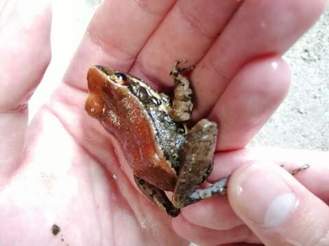 Image of Black-striped Frog