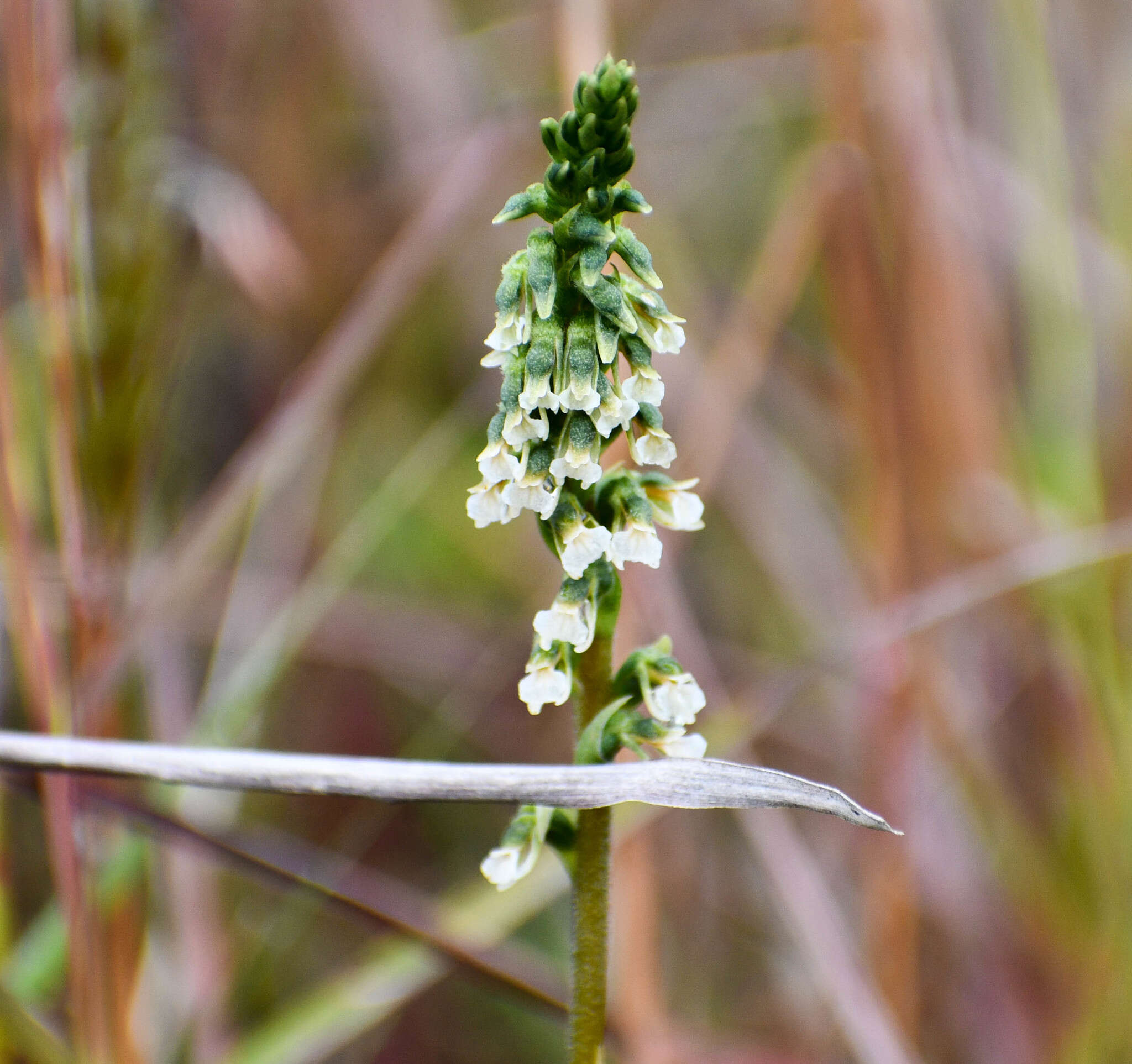 Image of Cyclopogon peruvianus (C. Presl) Schltr.