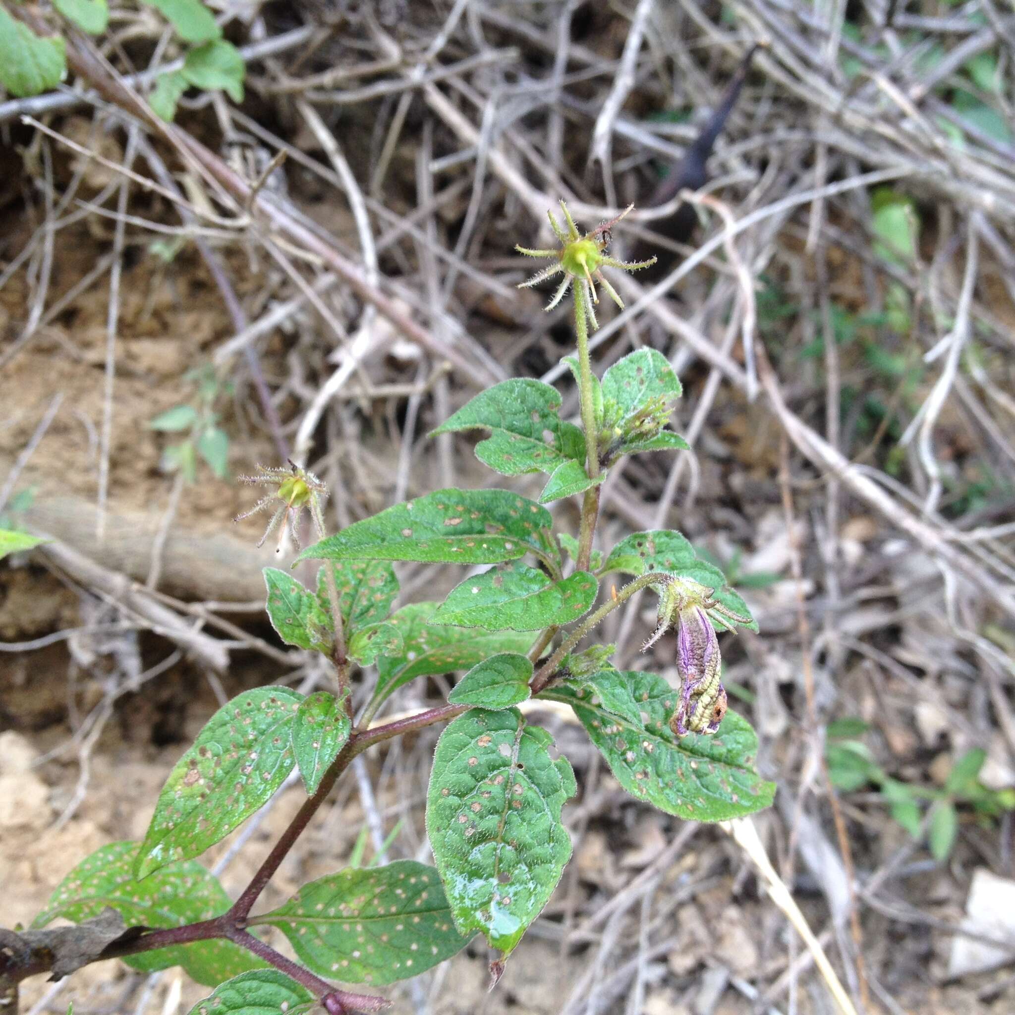 Image de Lycianthes acapulcensis (Baill.) W. G. D' Arcy