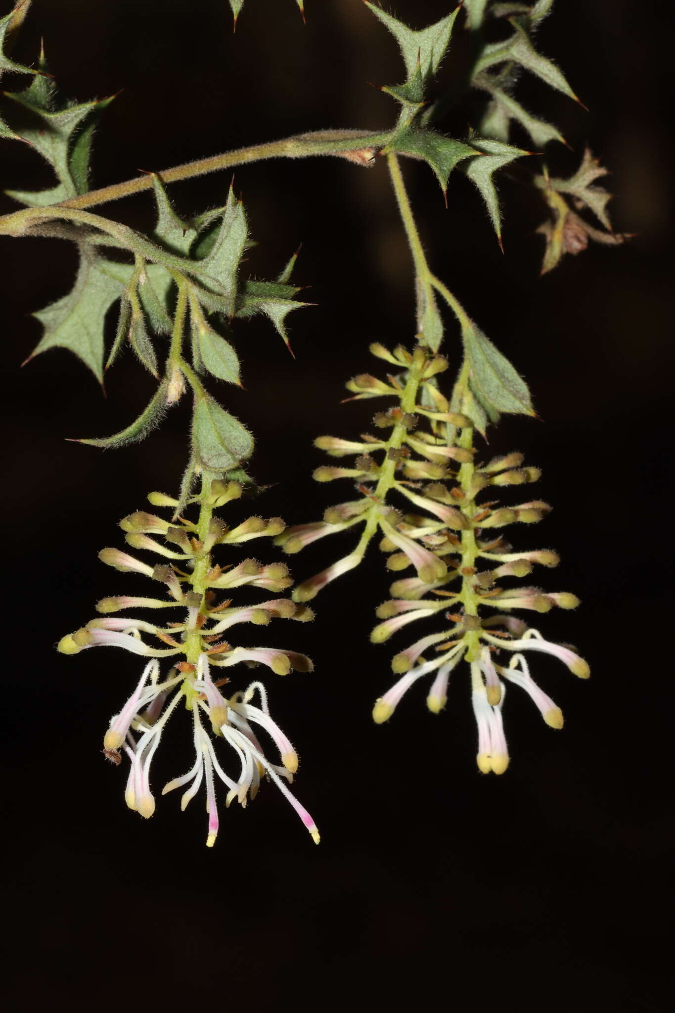 Image of Grevillea tenuiflora (Lindl.) Meissner