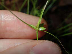 Cyperus gracilis R. Br.的圖片