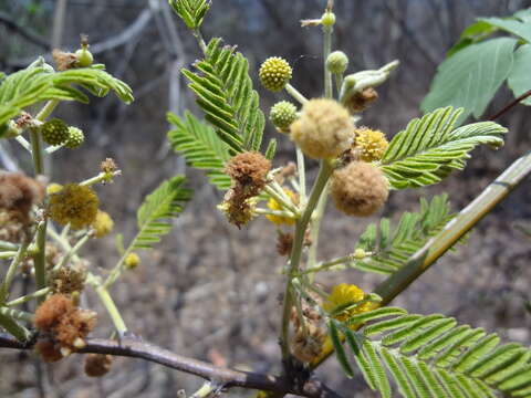 Image of fern-leaf acacia