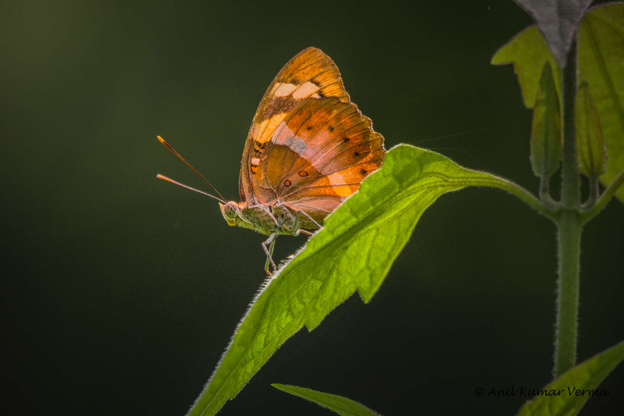 Image of Euthalia nais