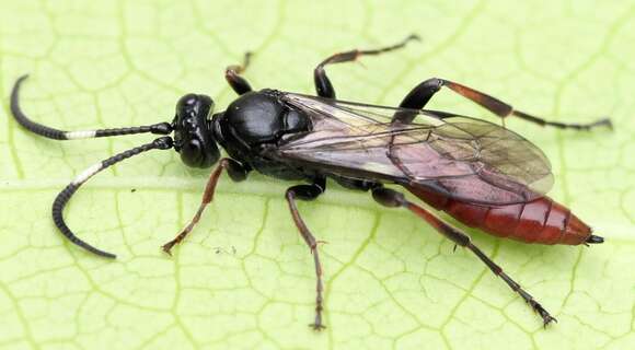 Image of Coelichneumon haemorrhoidalis (Gravenhorst 1820)