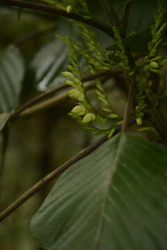 Gymnostachyum latifolium (Dalz.) T. Anders. resmi