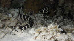 龜頭海蛇屬的圖片