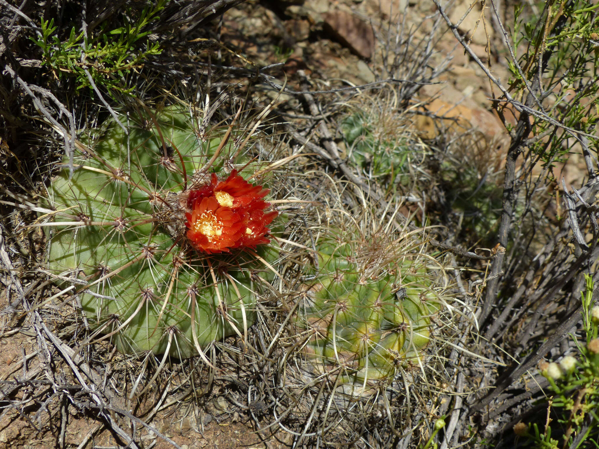 Image of Parodia maassii (Heese) A. Berger