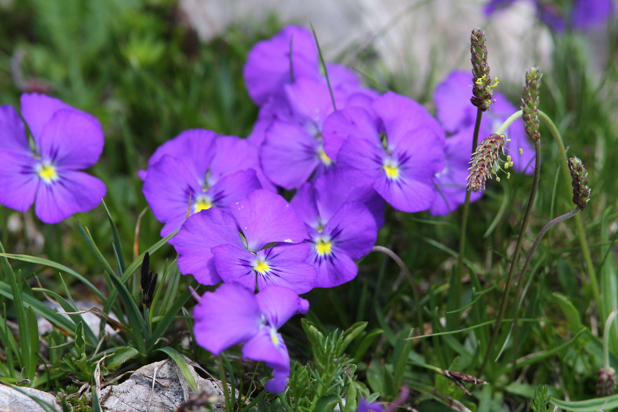 Image of Viola calcarata subsp. calcarata
