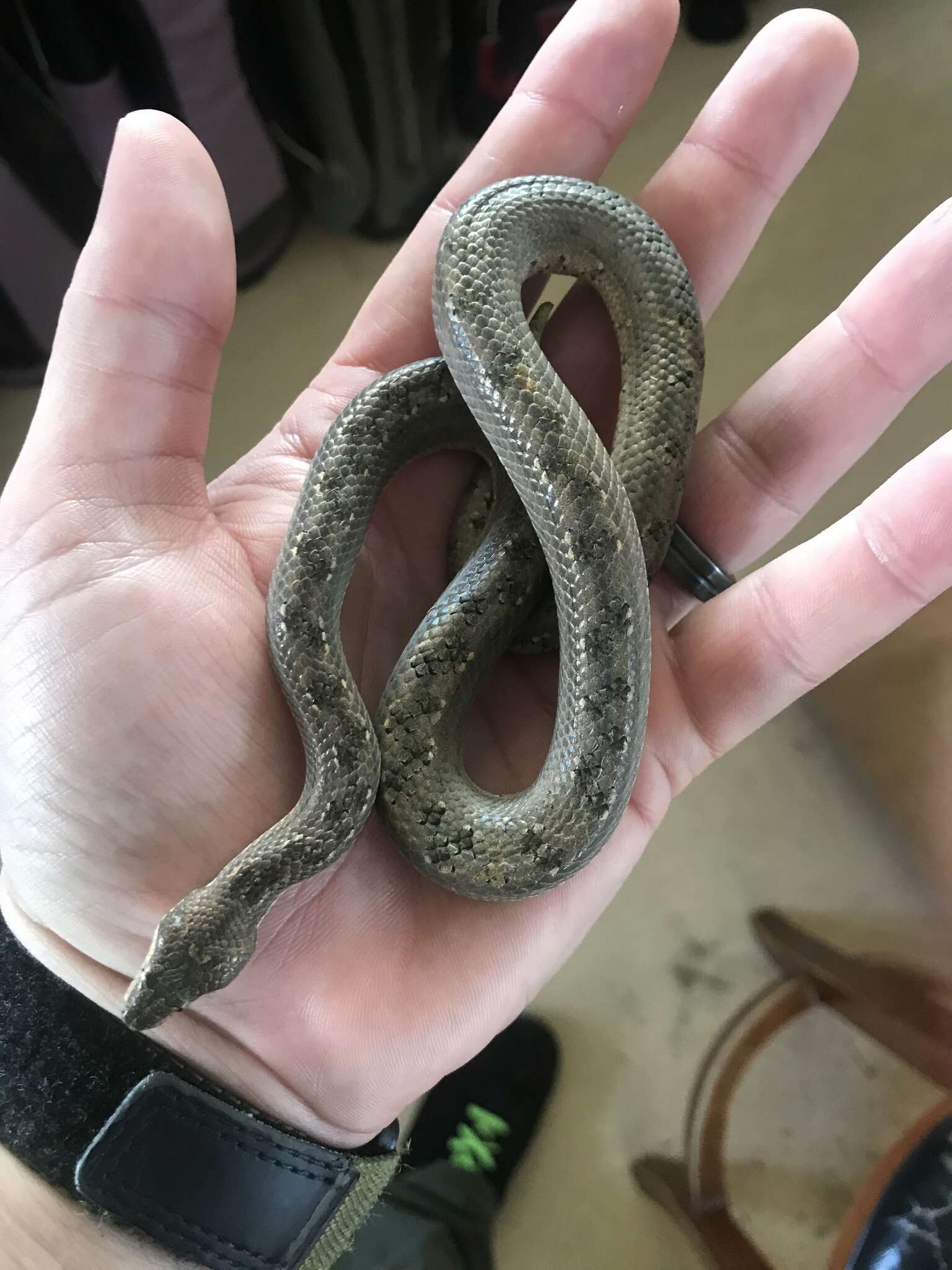 Image of Cuban Black-tailed Dwarf Boa